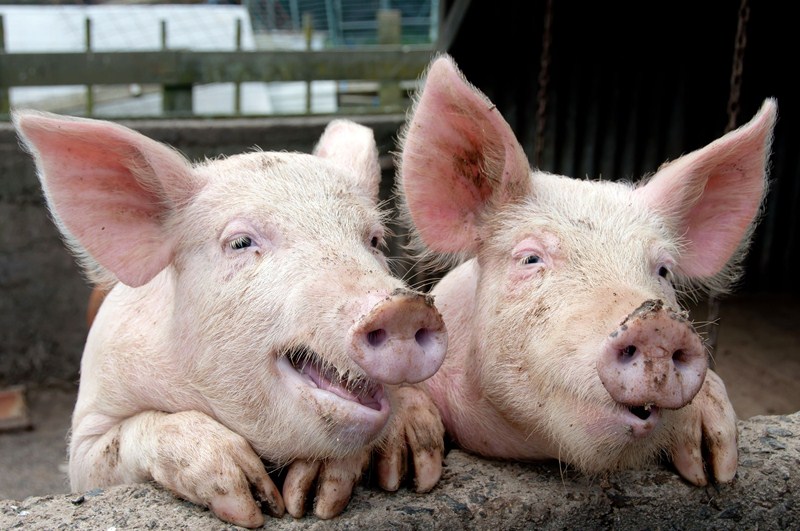 Lees meer over het artikel Subsidieregeling sanering varkenshouderij