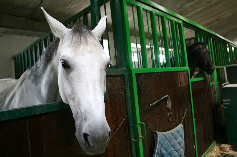 Je bekijkt nu Paardenaccommodatie als onderdeel van de eigen woning?